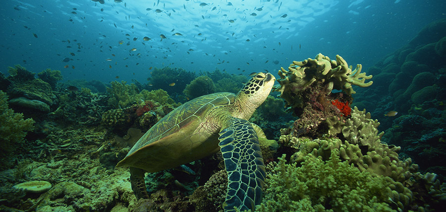 Sea Turtle spotted while diving