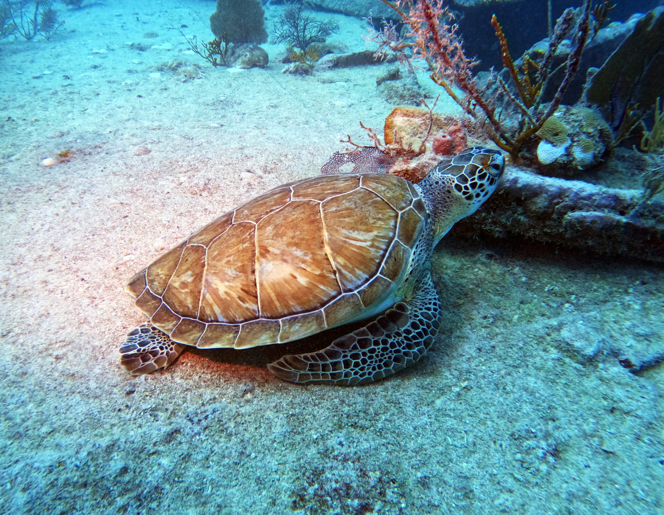 green turtle