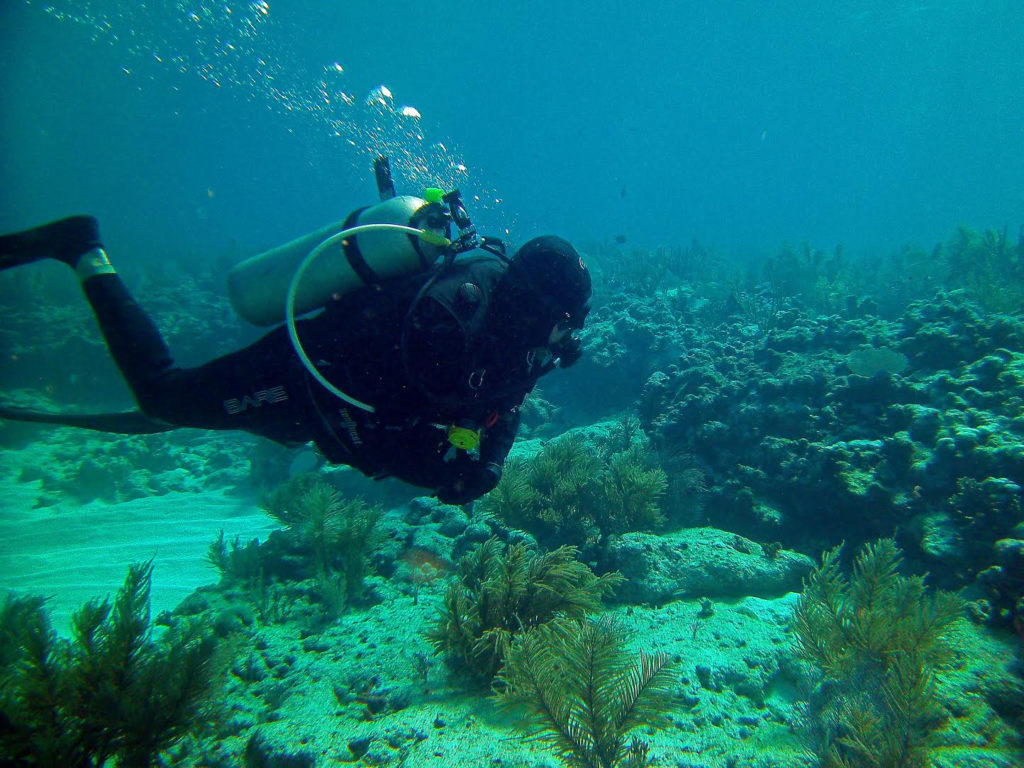 Diving Key Largo and Tavernier Florida