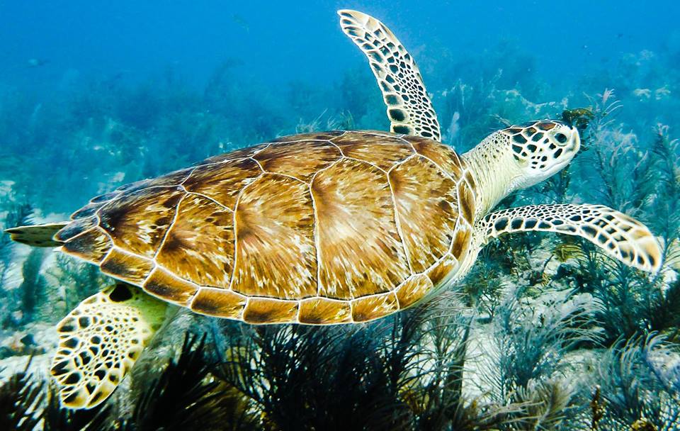 Conch Republic Divers – The Friendliest Dive Shop In The Keys